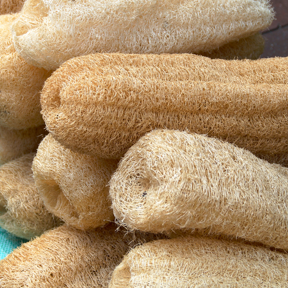 Natural Loofah Sponge – 6" Cut, Organic & Biodegradable