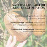 Natural Loofah Sponge – 6" Cut, Organic & Biodegradable